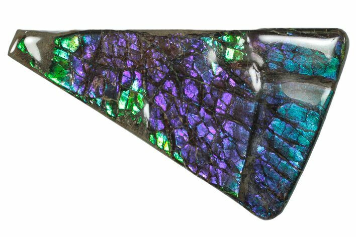 Flashy Ammolite (Fossil Ammonite Shell) - Brilliant Purples #301628